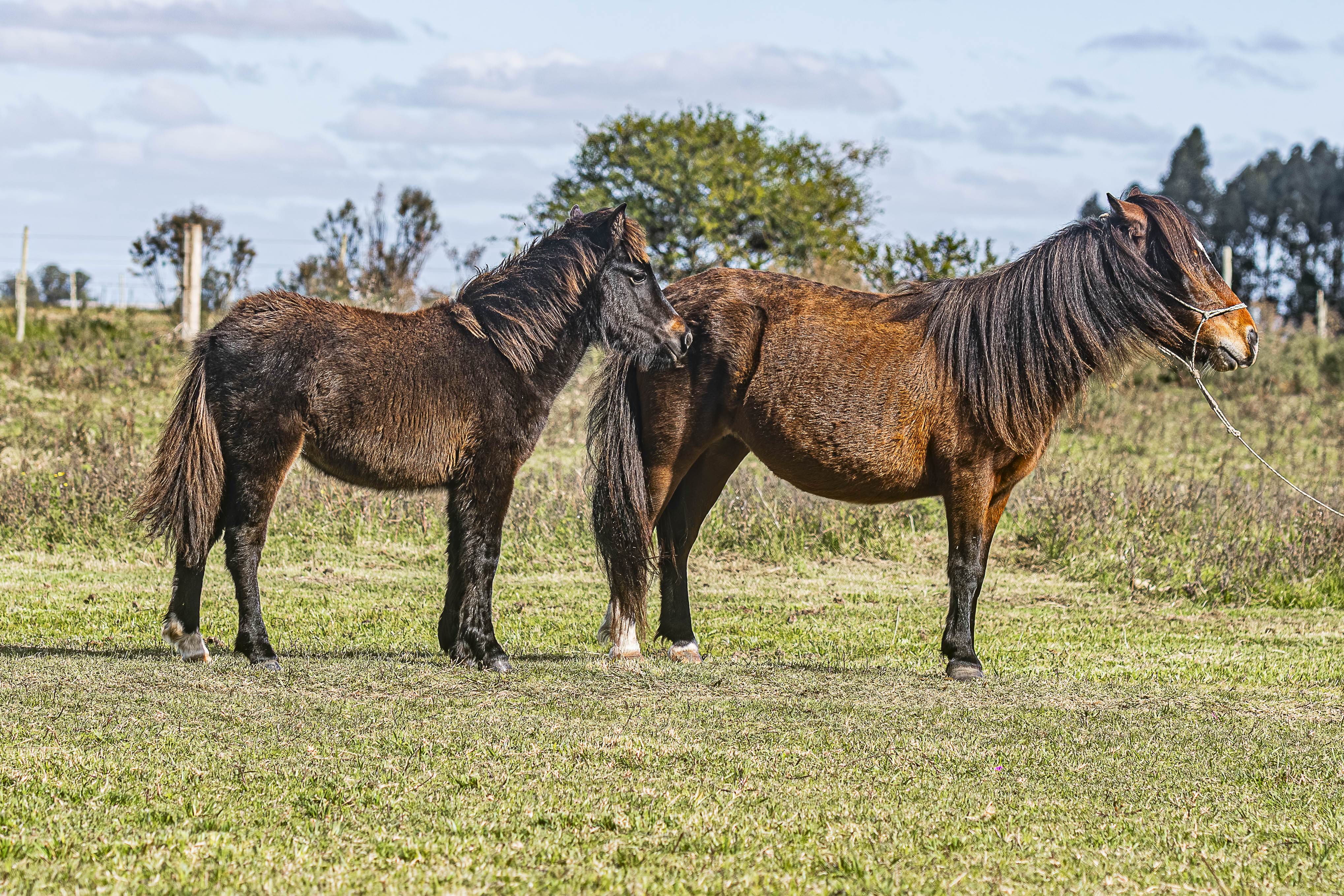 Potrillo Gen 2025 SHR Corina - Cabaña SHR Poni Shetland Uruguay